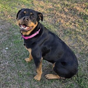 Make an offer, we bundle with discounts🤩! (Sookie LouLou isn't for sale)